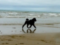 Mowgli und im Urlaub am Strand