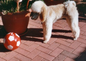 Kimba1 Ball