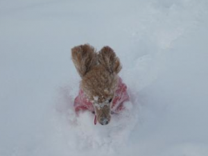 Nuschka Schneepflug