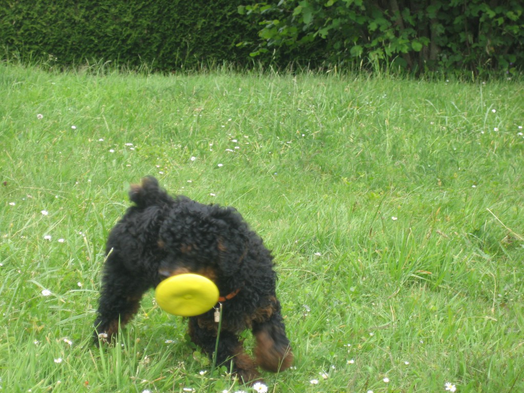 Ceddy FRisbee