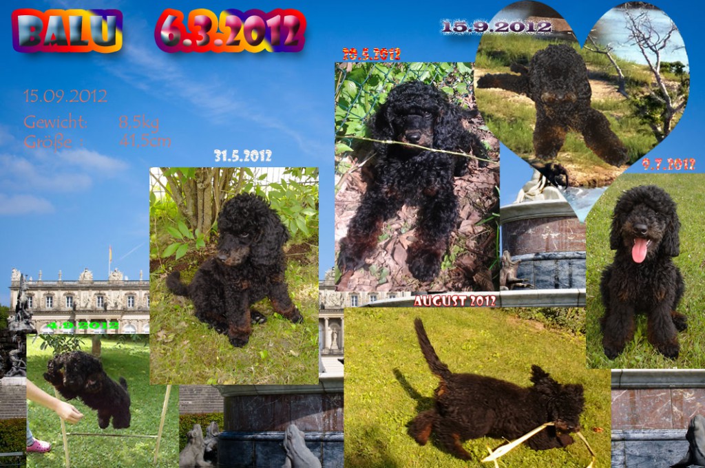 collage balu -9/12