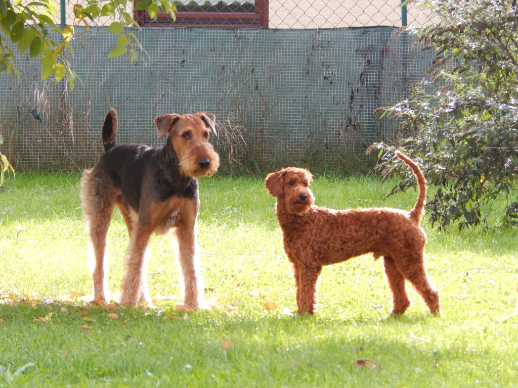 Dobby mit Tares stehend September Oktober 2014 009